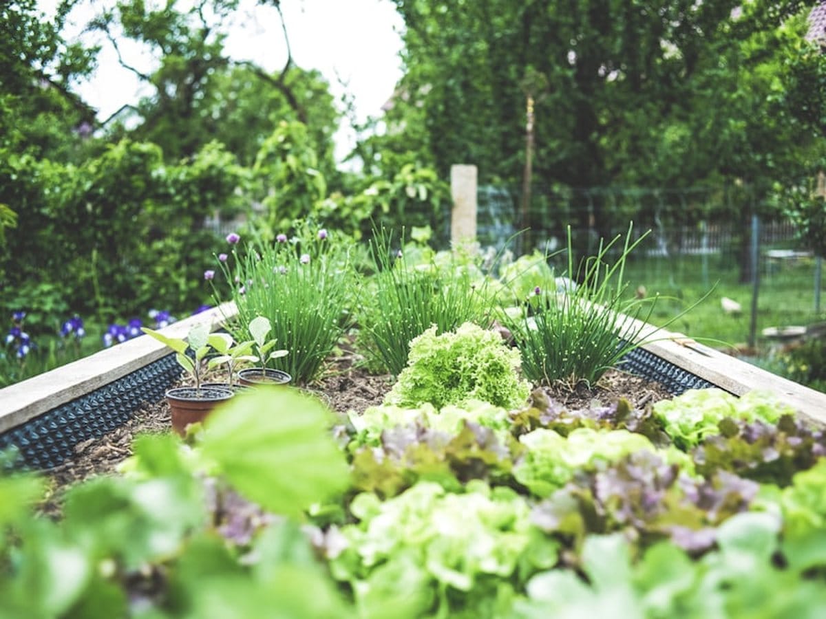 Maintained hedges and garden edge at a commercial property